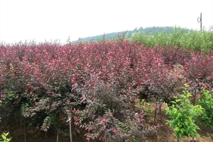 1686451421171592.jpg 13.jpg