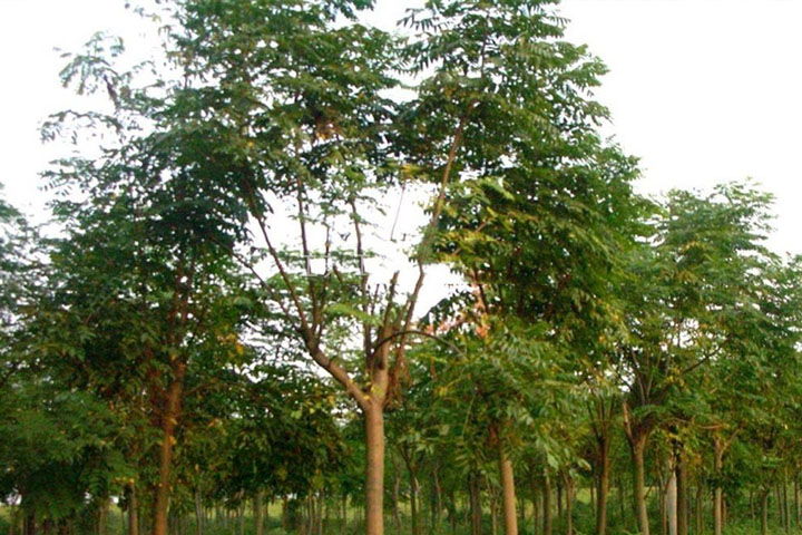 1686541512562658.jpg 貝貝2.jpg