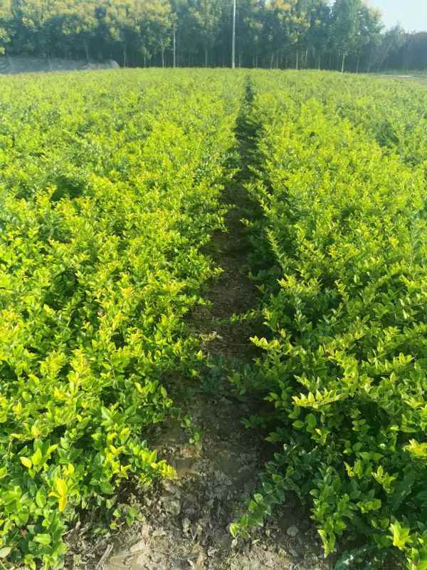 1730525207430716.jpg mmexport1634793904279.jpg