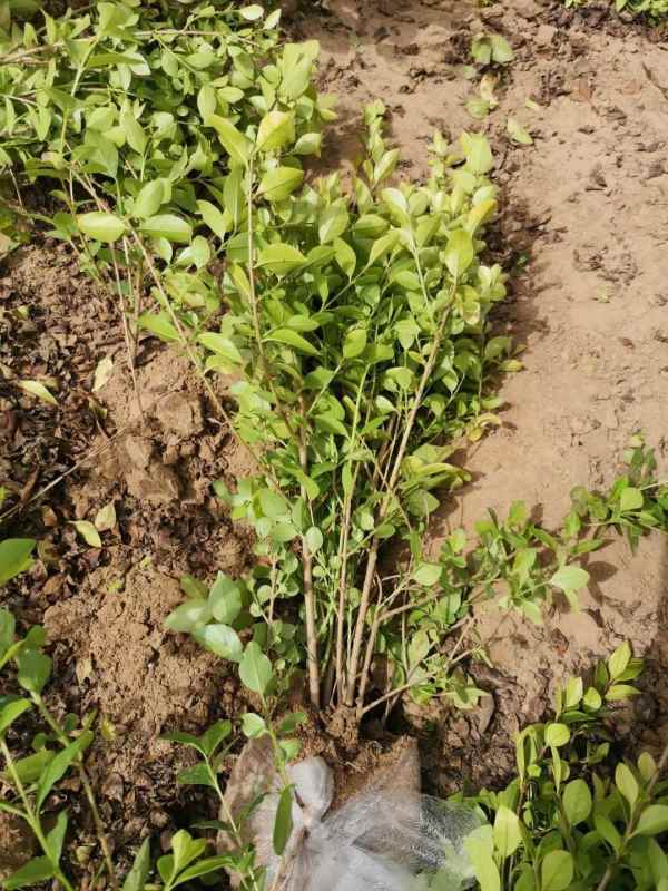 1730527101974378.jpg mmexport1618556885113.jpg