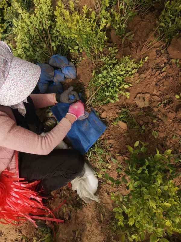 1730527699974929.jpg mmexport1618556891065.jpg