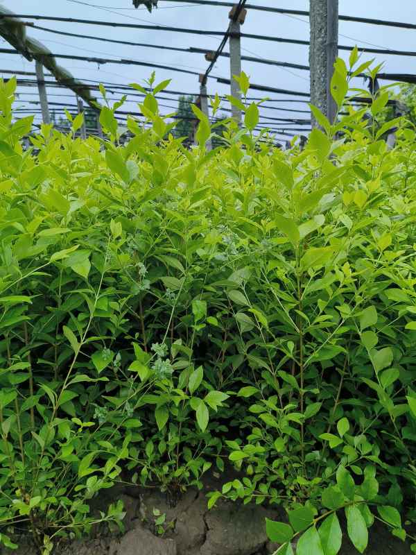 1730527885893973.jpg IMG_20230527_135329.jpg