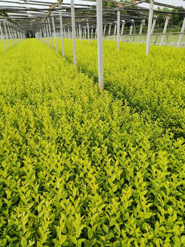 1730527999620537.jpg IMG_20230524_142026_1.jpg