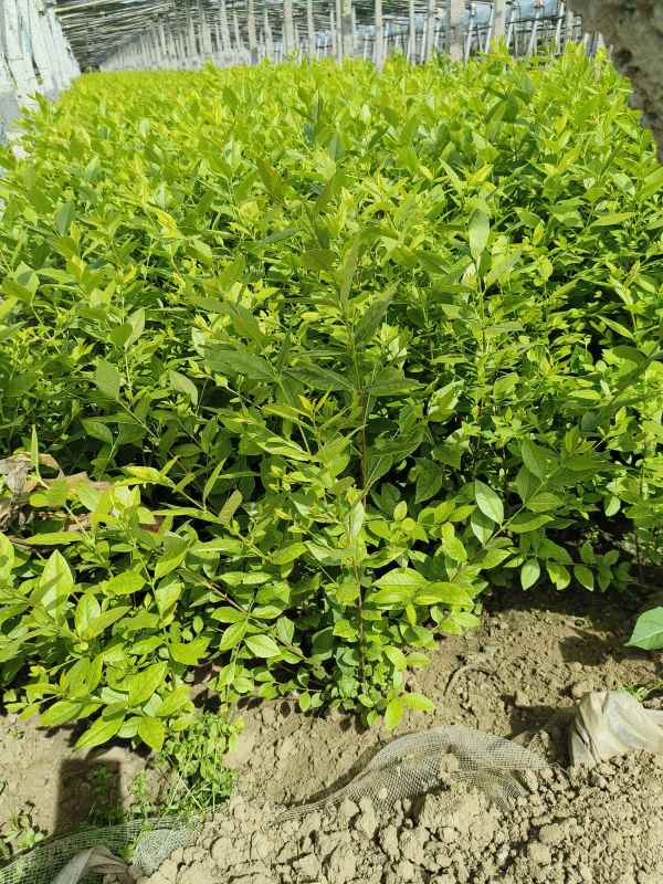 1730528083199373.jpg IMG_20230523_143725.jpg