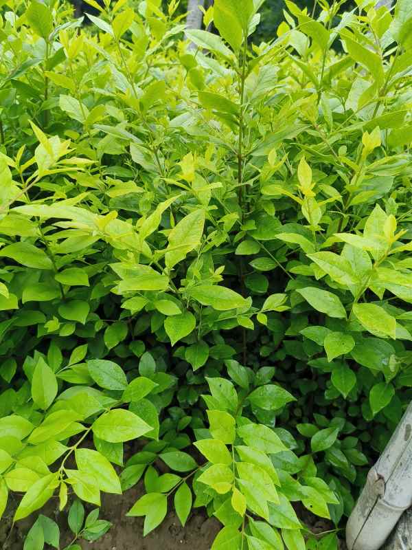 1730528400423190.jpg IMG_20230527_135340.jpg