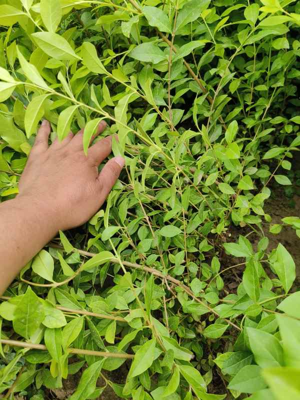 1730528623146610.jpg IMG_20230524_144109.jpg