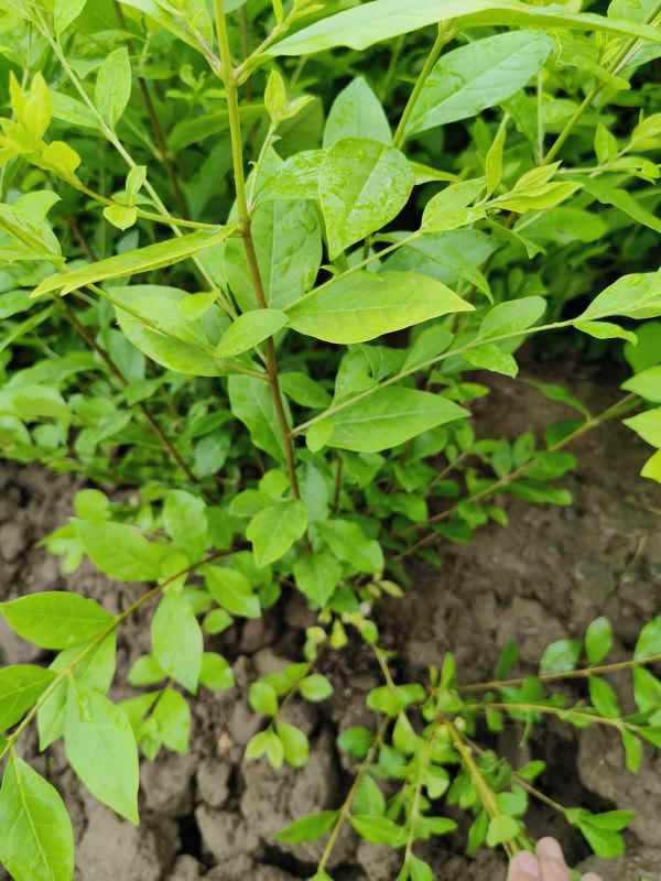 1730529040890392.jpg IMG_20230527_135338.jpg