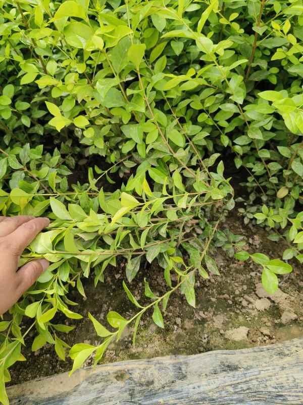 1730529165787559.jpg IMG_20230524_141856.jpg