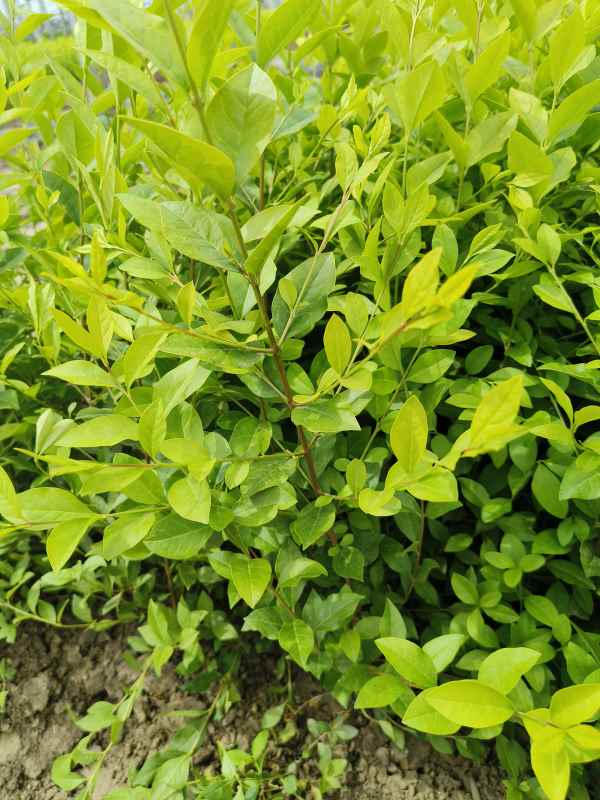 1730529503324528.jpg IMG_20230524_141812.jpg