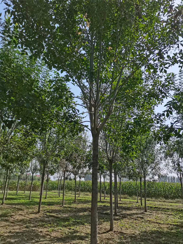 1730873603331510.jpg 32.jpg