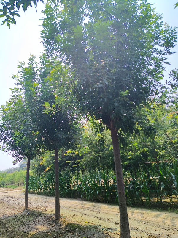 1730874137643613.jpg 27.jpg