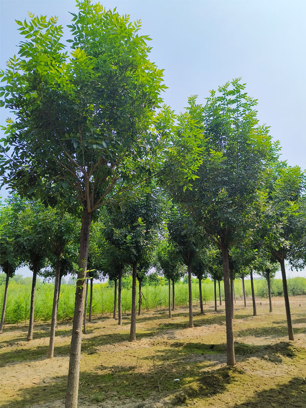 1730874230406366.jpg 26.jpg