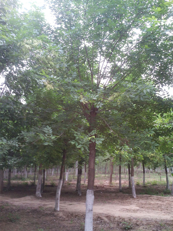 1730875009316354.jpg 19.jpg