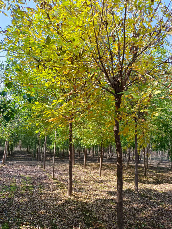 1730876307157133.jpg 11.jpg