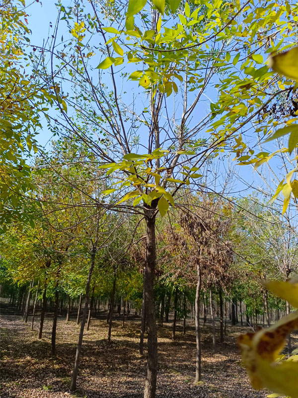 1730876427333684.jpg 10.jpg