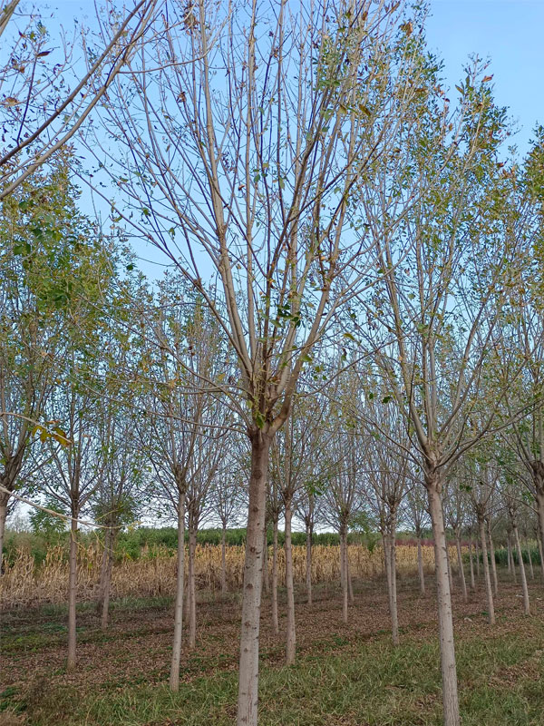 1730876970306838.jpg 6.jpg