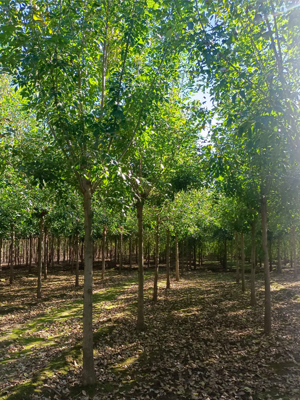 1730877240573216.jpg 4.jpg