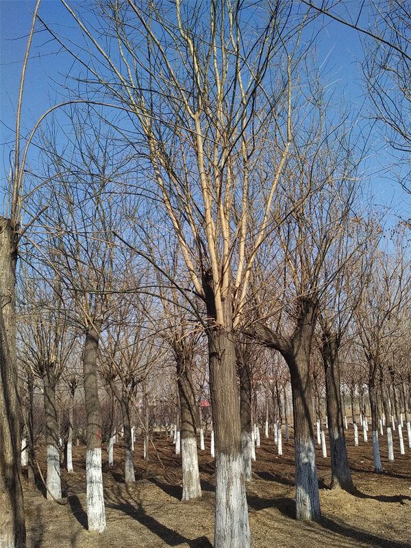 1731048692300237.jpg 5.jpg