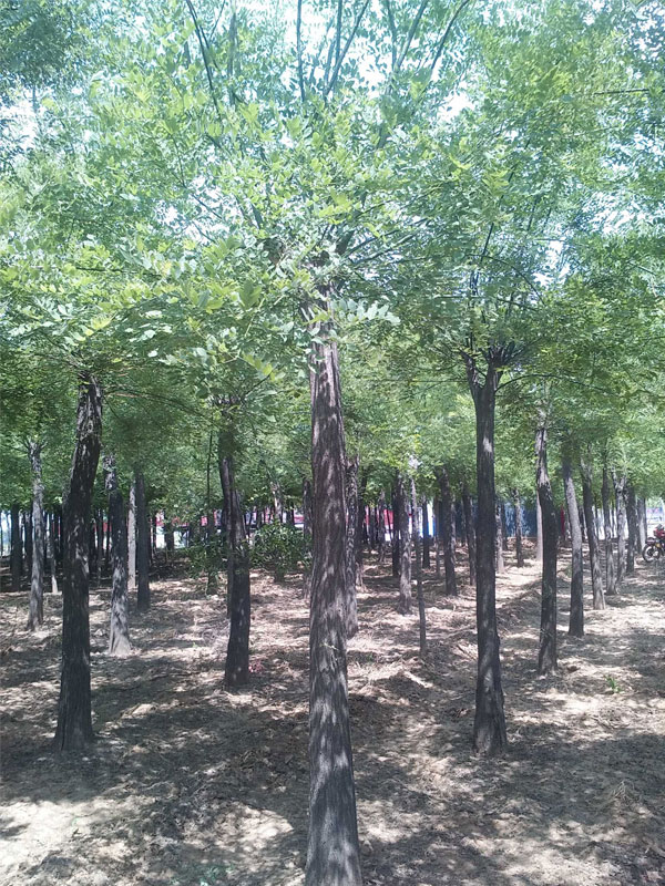 1731048888578668.jpg 7.jpg