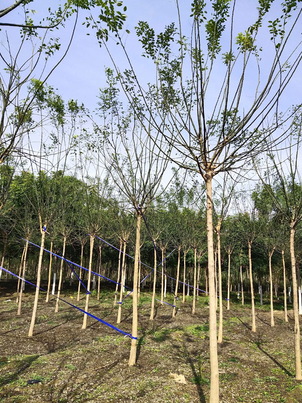 1731049065575443.jpg 9.jpg