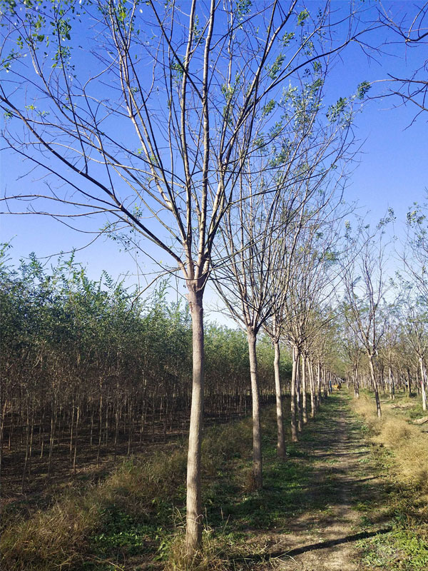 1731049246393821.jpg 10.jpg