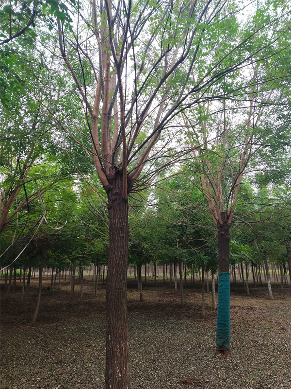 1731050892232109.jpg 22.jpg