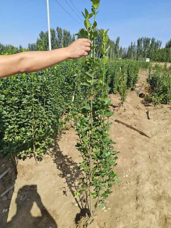 1731656711667747.jpg t (12).jpg