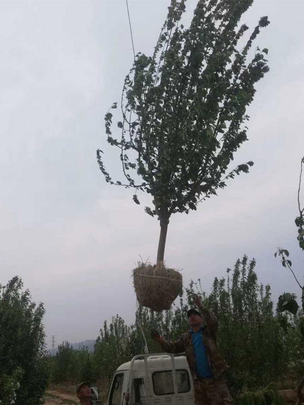 1731739247877475.jpg 16.jpg