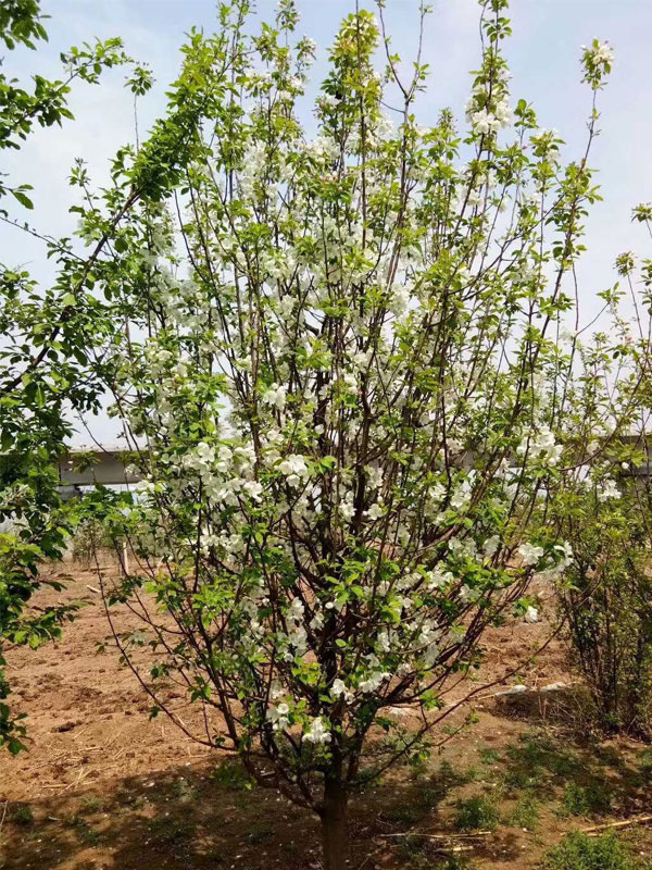 1731739644699337.jpg 30.jpg