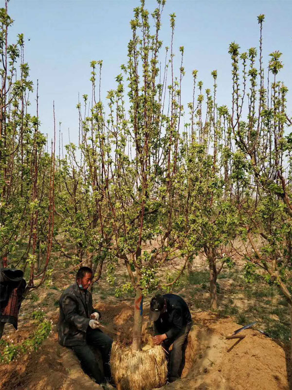 1731739723526327.jpg 20.jpg