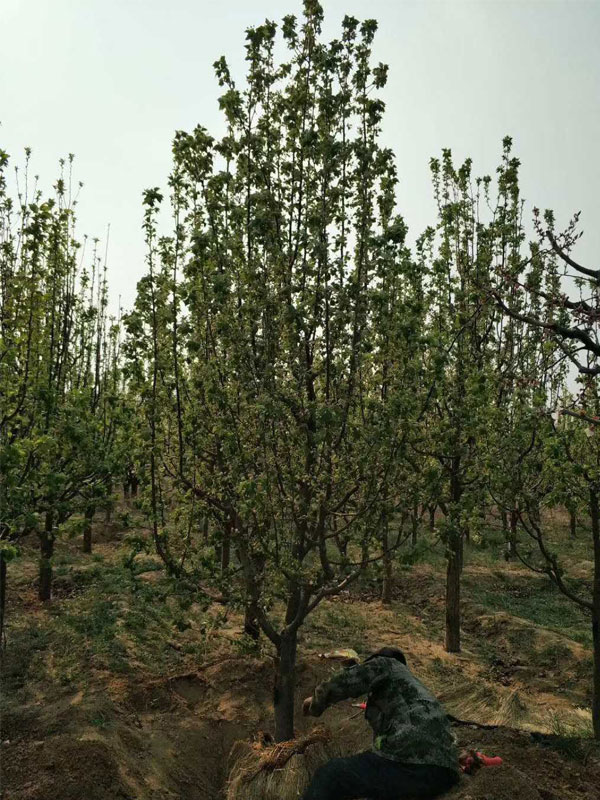 1731739786482932.jpg 21.jpg