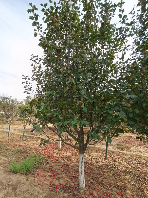 1731739928823088.jpg 2.jpg