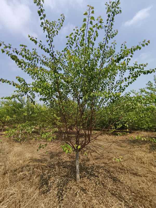 1732252890878157.jpg IMG_20230831_132220.jpg