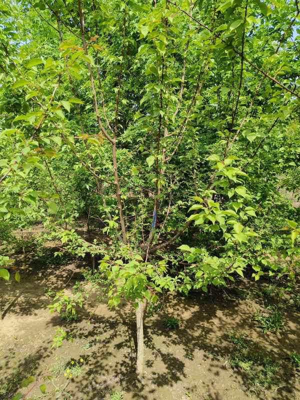 1732254770966398.jpg IMG_20230426_142558.jpg