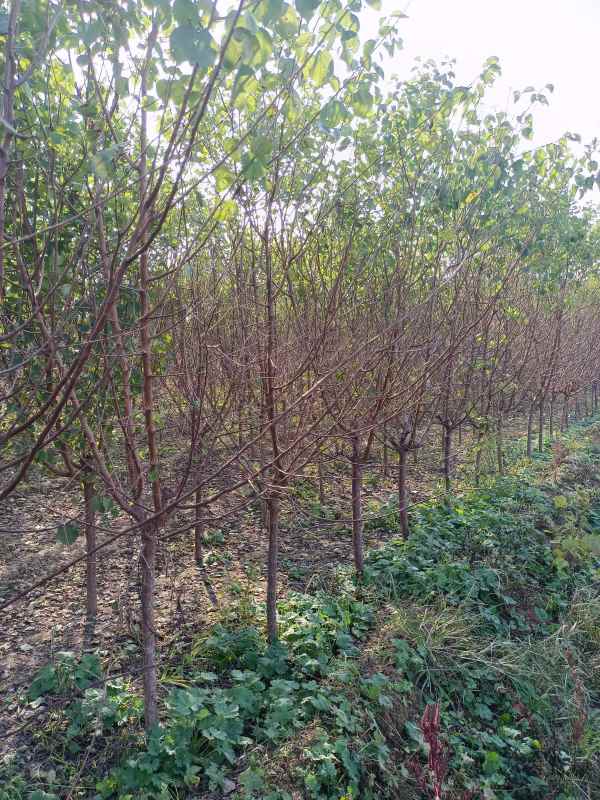 1732255352424505.jpg IMG_20211018_143407.jpg