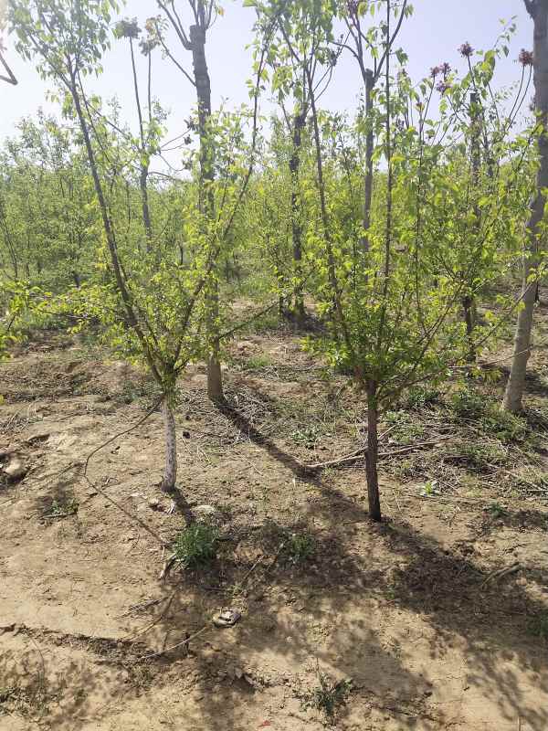 1732255989757511.jpg IMG_20210417_141040.jpg