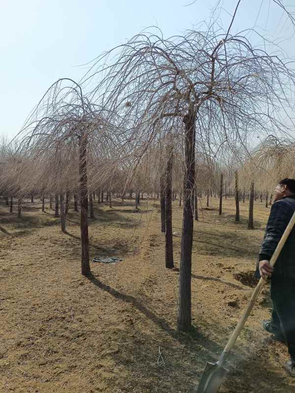 1732501822446128.jpg IMG_20220308_102640.jpg