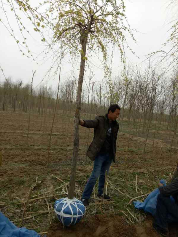 1732502046271419.jpg mmexport1506402379346.jpg