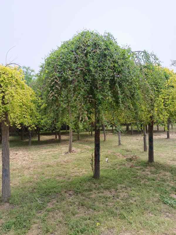 1732502427699428.jpg IMG_20220425_115626.jpg