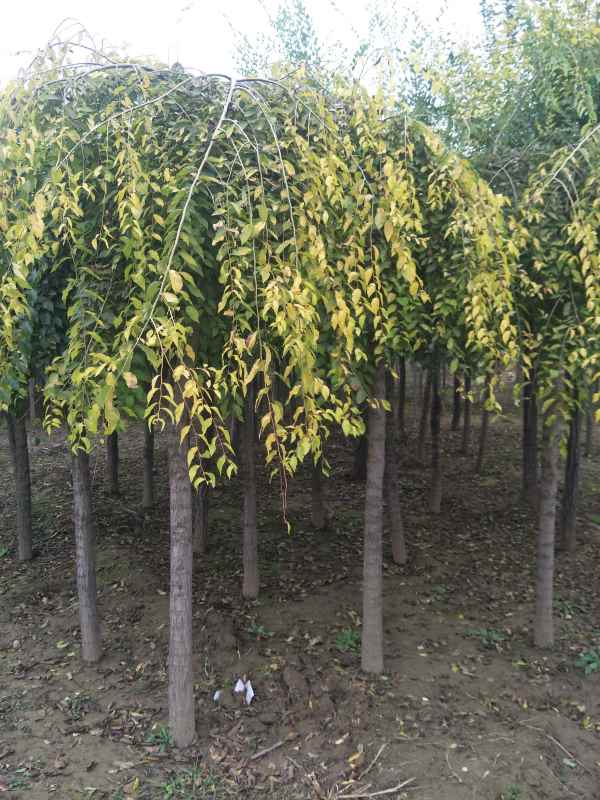 1732503973966963.jpg IMG20171025105202.jpg