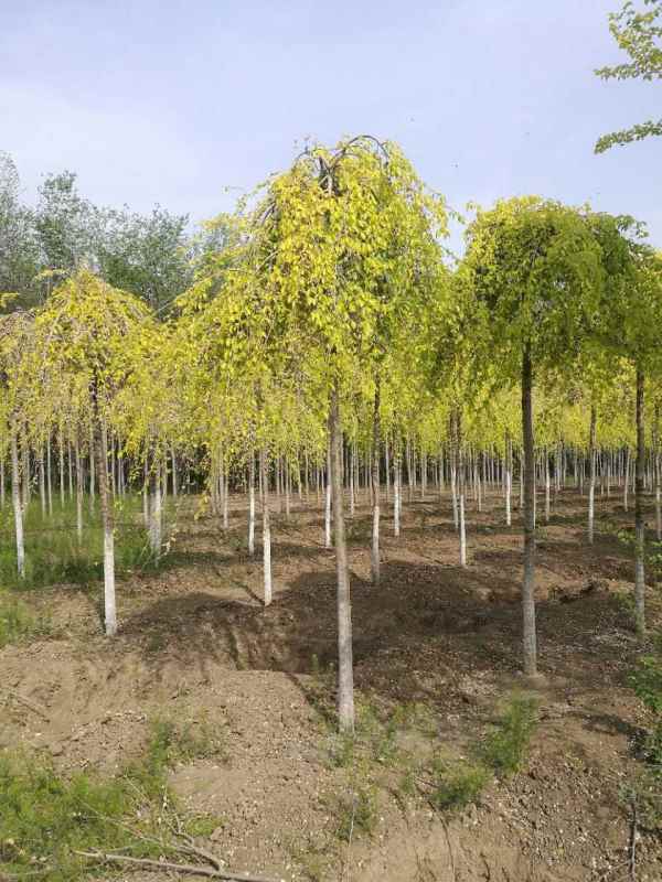 1732504491579062.jpg mmexport1492592312100.jpg