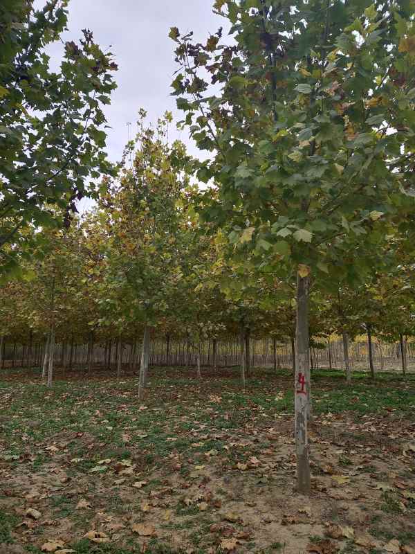 1732776735653539.jpg IMG_20201029_140709.jpg