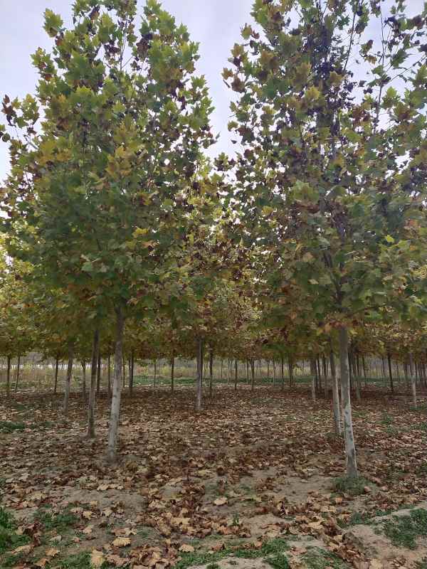 1732776835106752.jpg IMG_20201029_140858.jpg