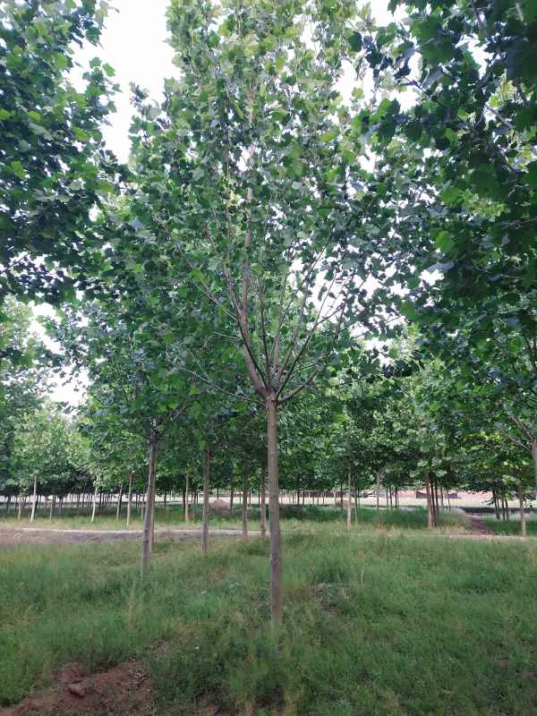 1732777175893351.jpg IMG_20210526_181920.jpg