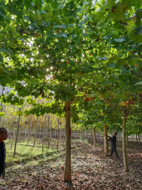 1732777325839786.jpg IMG_20211010_151046.jpg