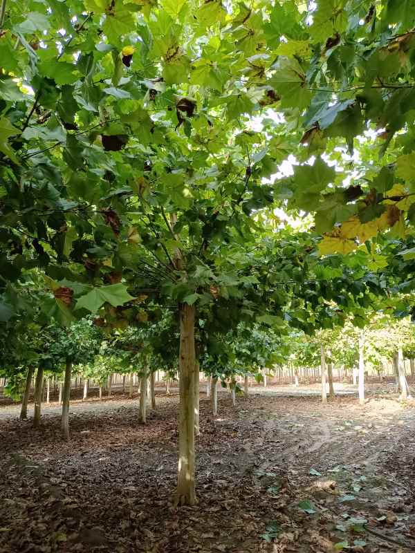 1732777500407054.jpg IMG_20211010_151058.jpg