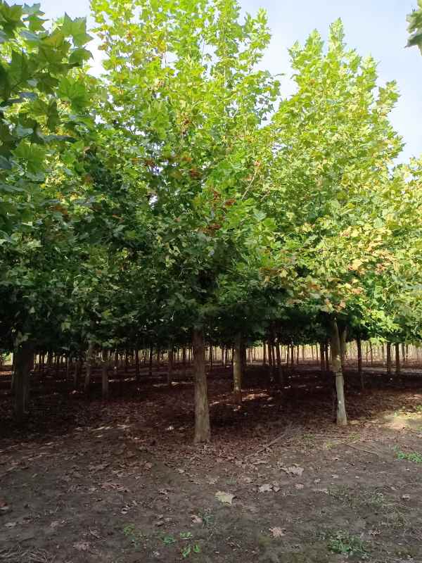 1732777709648430.jpg IMG_20211010_151151.jpg