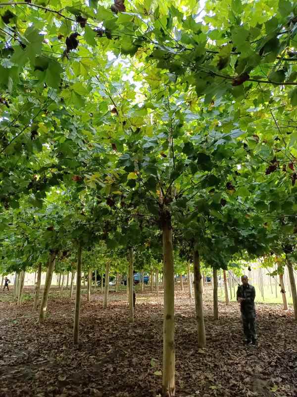 1732777889845266.jpg IMG_20211010_151205.jpg