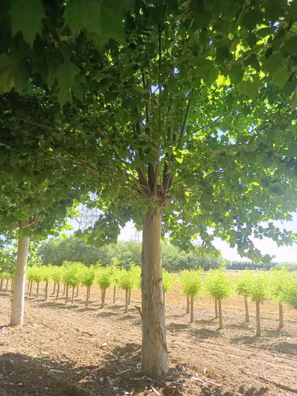 1732778066774482.jpg IMG_20220624_152435.jpg