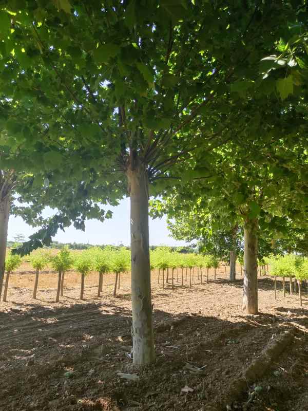 1732778457166699.jpg IMG_20220624_152459.jpg